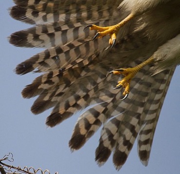 Common Kestrel